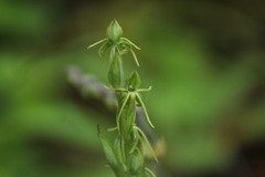 Habenaria ibarrae