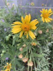 Verbesina encelioides