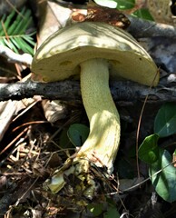 Retiboletus ornatipes