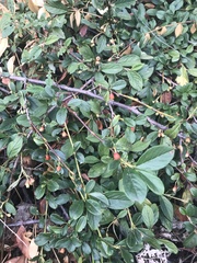Cotoneaster dammeri