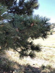 Pinus ponderosa
