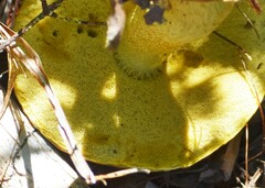 Retiboletus ornatipes