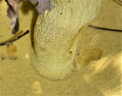 Retiboletus ornatipes