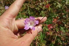 Geranium wlassovianum