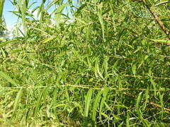 Cryptocephalus leucomelas