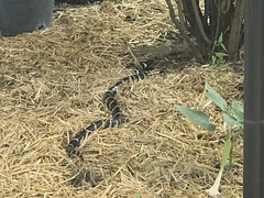 Lampropeltis californiae