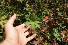 Geranium wlassovianum