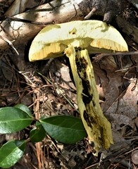 Retiboletus ornatipes