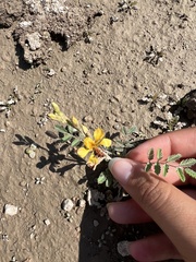 Hoffmannseggia glauca