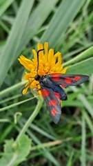 Zygaena