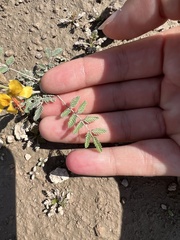 Hoffmannseggia glauca