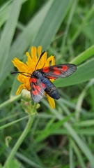 Zygaena