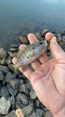 Lepomis gulosus