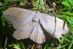 Eacles imperialis nobilis