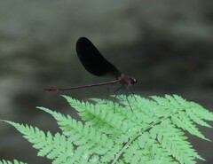 Calopteryx haemorrhoidalis