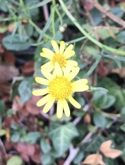 Senecio inaequidens