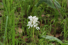 Govenia liliacea