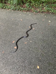 Pantherophis spiloides