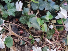 Cyclamen hederifolium