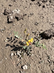 Hoffmannseggia glauca