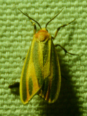 Hypoprepia fucosa
