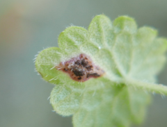 Puccinia glechomatis