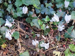 Cyclamen hederifolium