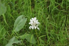 Govenia liliacea