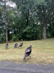 Meleagris gallopavo