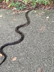 Pantherophis spiloides