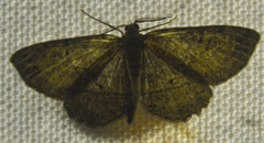 Melanolophia signataria