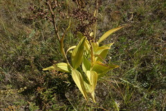 Veratrum
