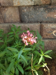 Centranthus ruber