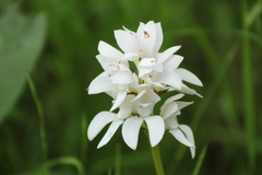 Govenia liliacea