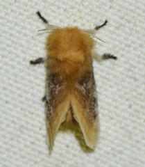 Megalopyge opercularis