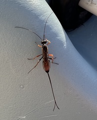 Ephialtes manifestator