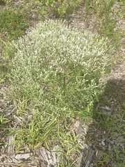 Eupatorium torreyanum