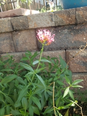Centranthus ruber