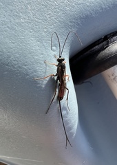 Ephialtes manifestator