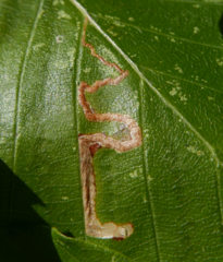 Stigmella tityrella