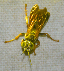 Tachytes