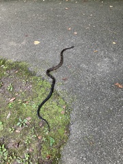 Pantherophis spiloides
