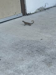 Leiocephalus carinatus