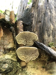 Trametes betulina