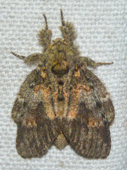 Peridea angulosa
