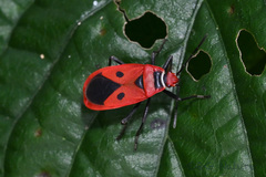 Pyrrhopeplus carduelis