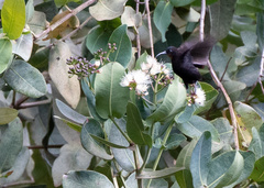 Chalcomitra amethystina