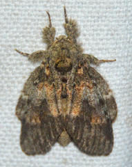 Peridea angulosa