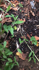 Persicaria chinensis