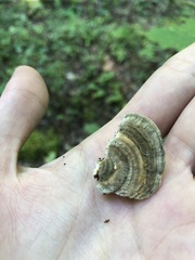 Trametes betulina